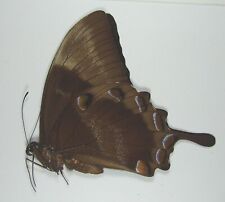 Papilio ulysses autolycus for sale  Carlsbad