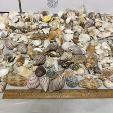 Sea shell estate for sale  Canton