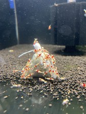 Premium shrimp lubao for sale  BRANDON
