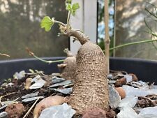 Ipomea pubescens graines d'occasion  Cahors