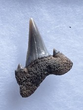 Shark tooth lamna d'occasion  Valence