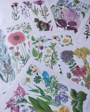 Botanical flower floral for sale  BIRKENHEAD