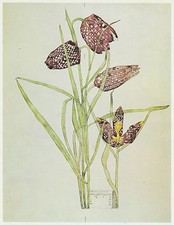 Fritillaria walberswick charle for sale Fritillaria walberswick charle for sale  BARNSLEY