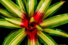 Bromeliad neoregelia tricolor for sale  PENZANCE