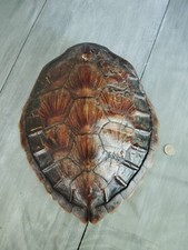 Ancienne carapace tortue d'occasion  Unieux