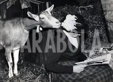 Vintage capra 1954 usato  Roma