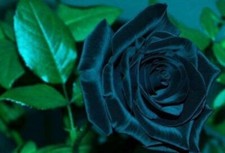 Semi rosa blu usato  Reggio Calabria
