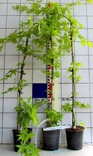 Acer palmatum ryu gebraucht kaufen  Bad Bergzabern