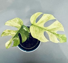 Rhaphidophora tetrasperma vari gebraucht kaufen  Köln