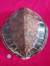 Ancienne carapace tortue d'occasion  Unieux