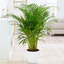 Live bamboo palm for sale  UK