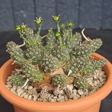 Euphorbia gamkensis plant usato  Casatenovo