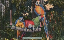 Cartão postal antigo vintage padrão de linho Parrot Jungle Miami Florida The Macas Bird, usado comprar usado  Enviando para Brazil