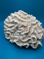 Large brain coral for sale  Omaha