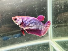 Betta live fish for sale  Fontana
