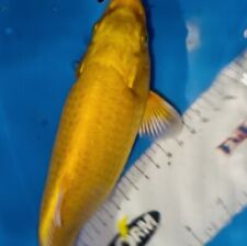 Inch yamabuki ogon for sale  Findlay