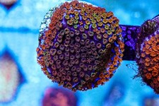 marine coral frag for sale marine coral frag for sale SHEFFIELD