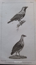 Gravure buffon oiseau d'occasion  Lunéville