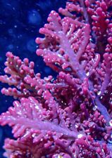Live strawberry fern for sale  Huntington
