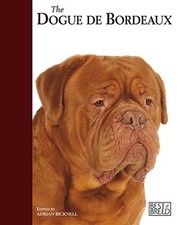 Dogue bordeaux dogue for sale Dogue bordeaux dogue for sale  UK