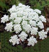 Ammi majus queen for sale  Ireland