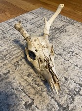 Kentucky whitetail deer for sale  Huddy