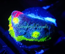 Cornbred presents wwc for sale  Fort Lauderdale