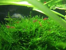Muschio per acquario usato  Sciacca