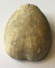 Set holaster echinoderm for sale  Paris