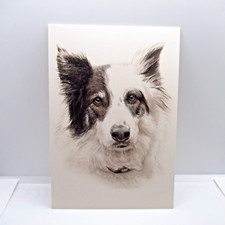 Patches border collie usato  Spedire a Italy