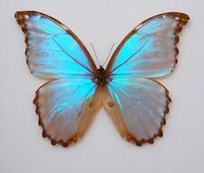 Nice morpho assarpai for sale  PERSHORE