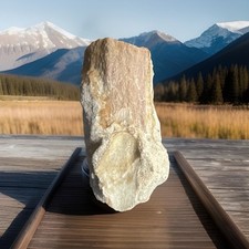 Petrified wood unearthed for sale  Corona