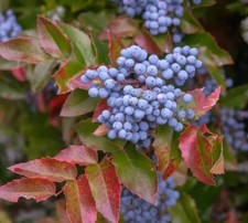 Creeping barberry bush for sale  Russell