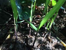 Sugarcane cuttings sugar for sale  Temple City