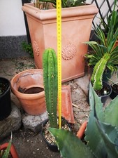 Cactus pachanoi usato  Vetralla