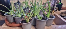 Aloe vera pups for sale  ALFRETON