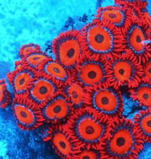 Tequila sunrise zoa for sale  Thousand Oaks