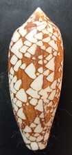 Conus aulicus nouvelle d'occasion  Saint-Pantaléon-de-Larche