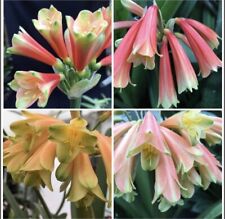 Clivia interspecific germinate for sale  MEXBOROUGH