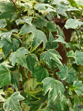 White ripple ivy for sale  ROMSEY