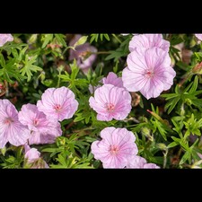 Geranium sanguineum var gebraucht kaufen  Deutschland