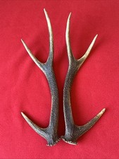 sika deer antlers for sale sika deer antlers for sale DUNDEE
