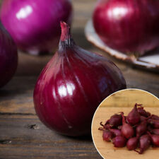 Onion sets red for sale  SALISBURY