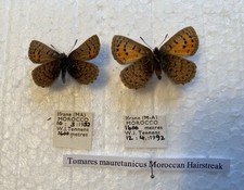 Rare moroccan hairstreak. for sale  CAERNARFON