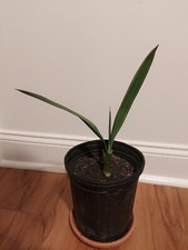 Medjool date palm for sale  Buffalo