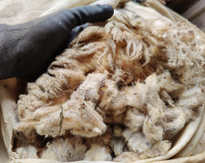 Schafwolle rohwolle naturbelas gebraucht kaufen  Haßfurt