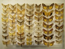Box specimens british for sale Box specimens british for sale  WIGTON