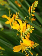 George davidson crocosmia for sale  Westwego