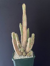 Vieux cactus euphorbia d'occasion  Aire-sur-l'Adour