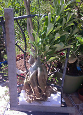 Adenium desert rose for sale  Mcallen